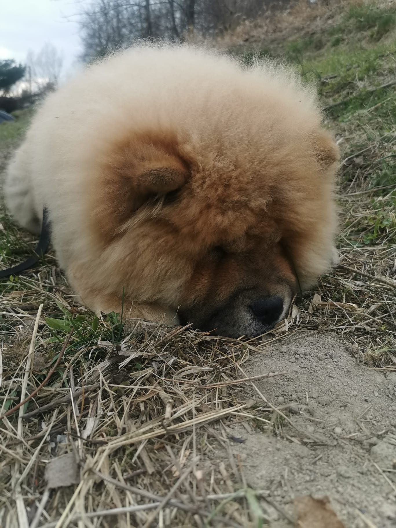 tytan lezacy na trawie