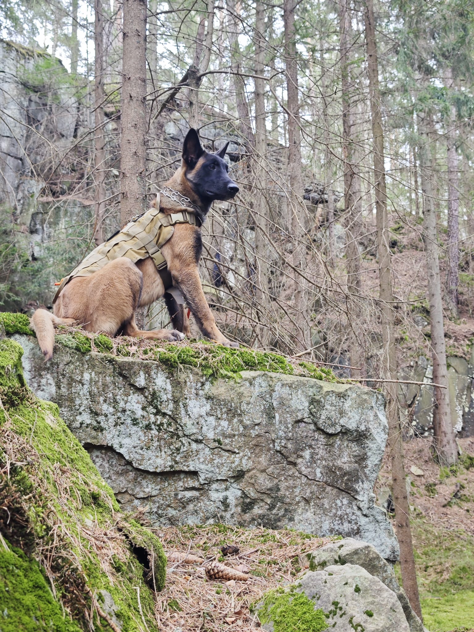 pies na skale z uprzeza