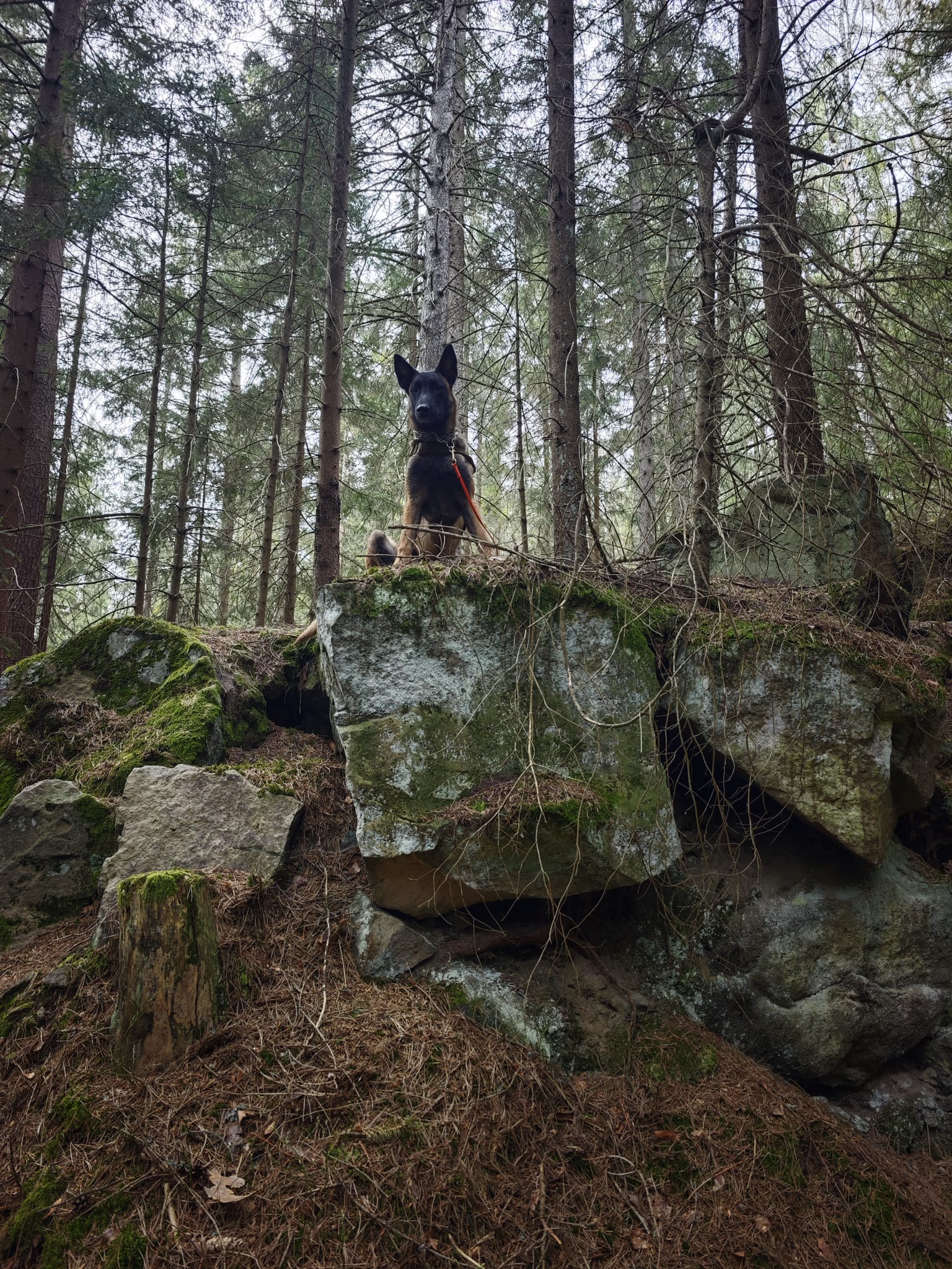 pies na skale z lina