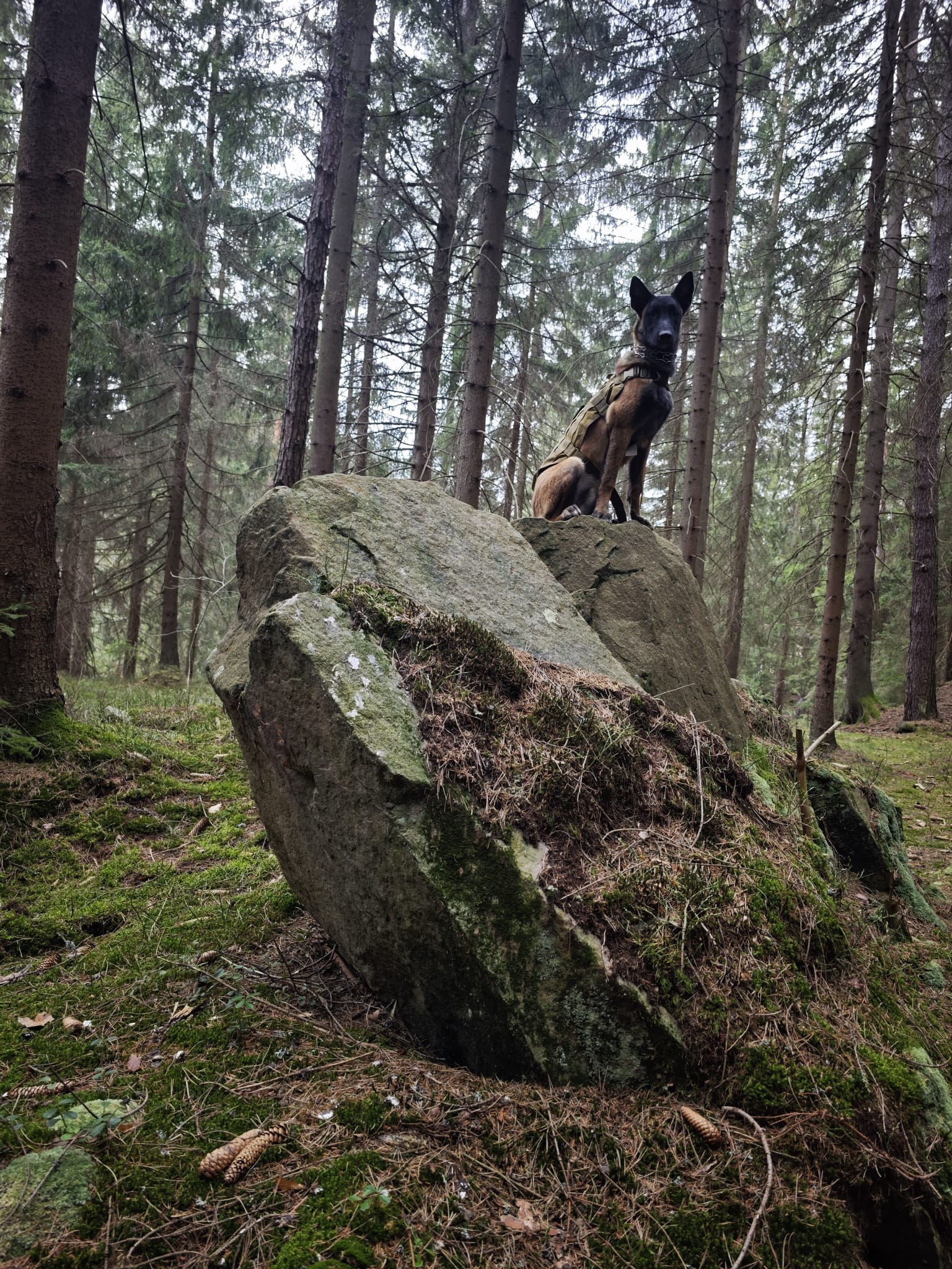 pies na skale las 10