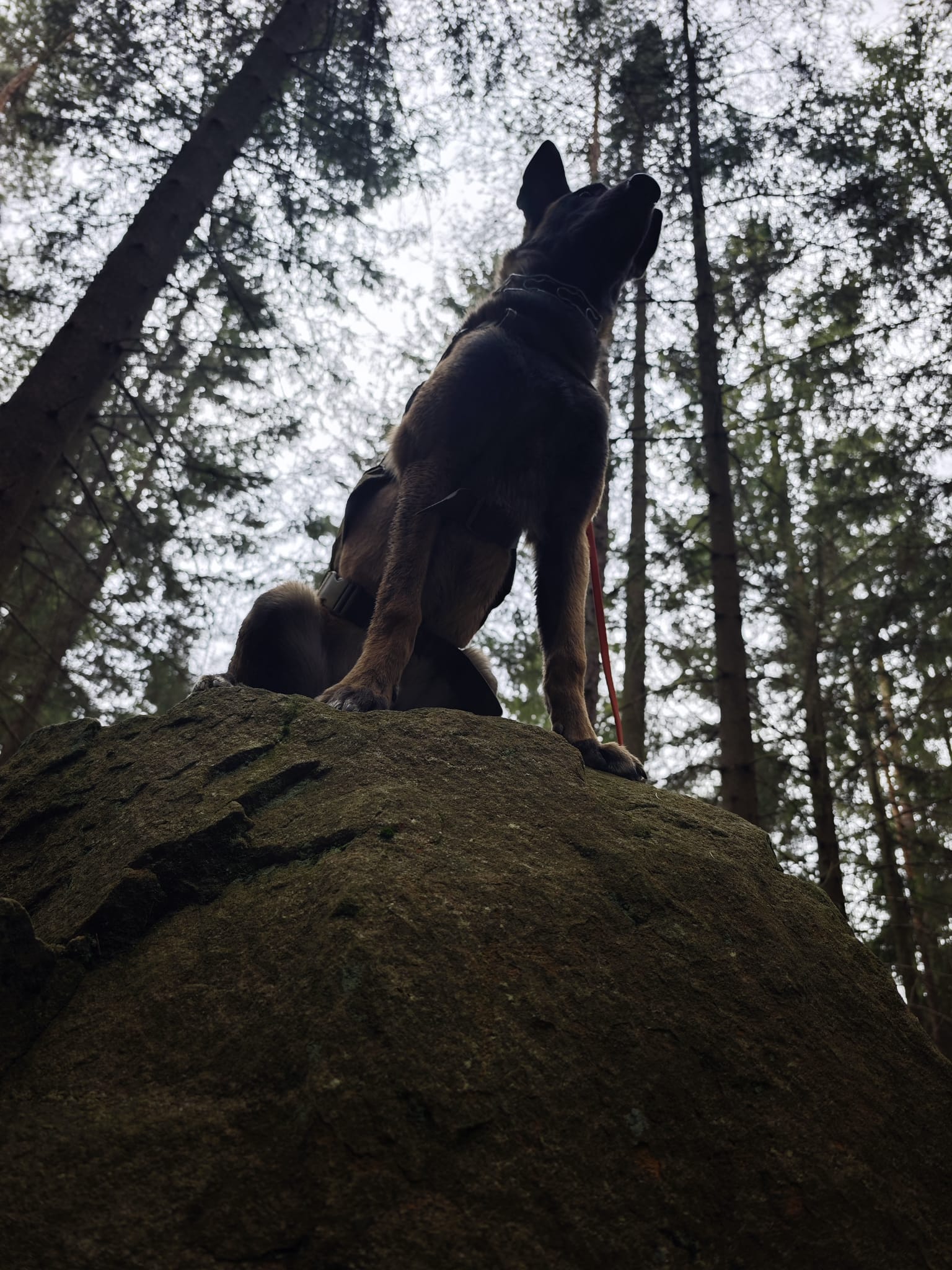 pies sylwetka skala 2