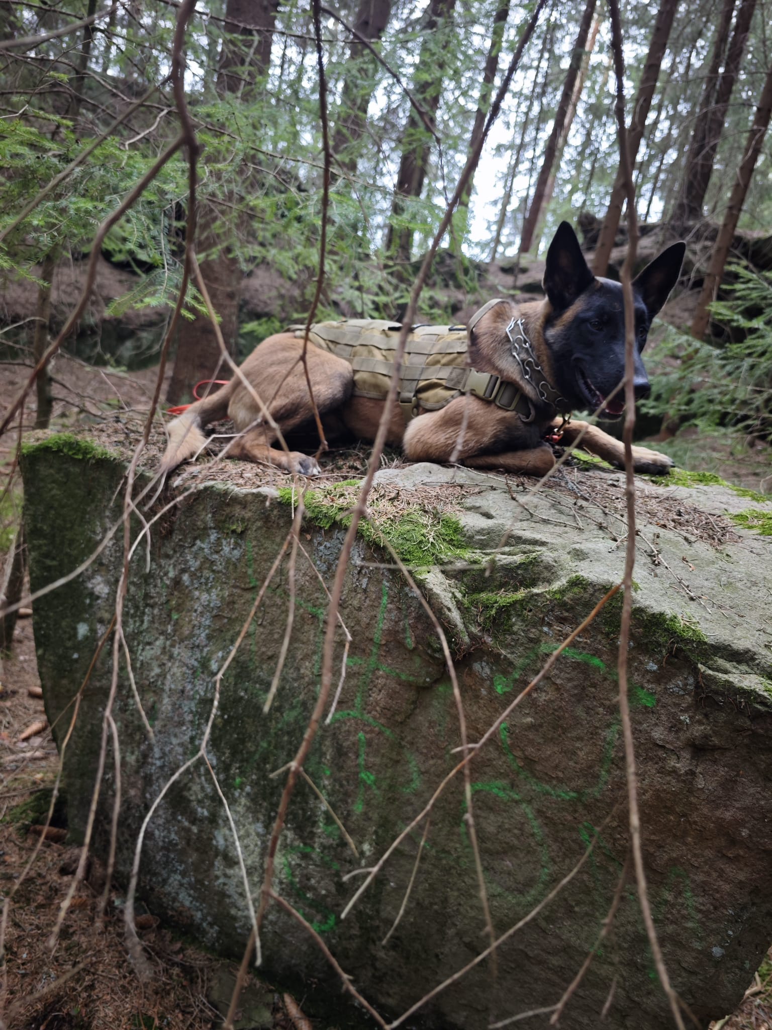 pies odpoczynek skala