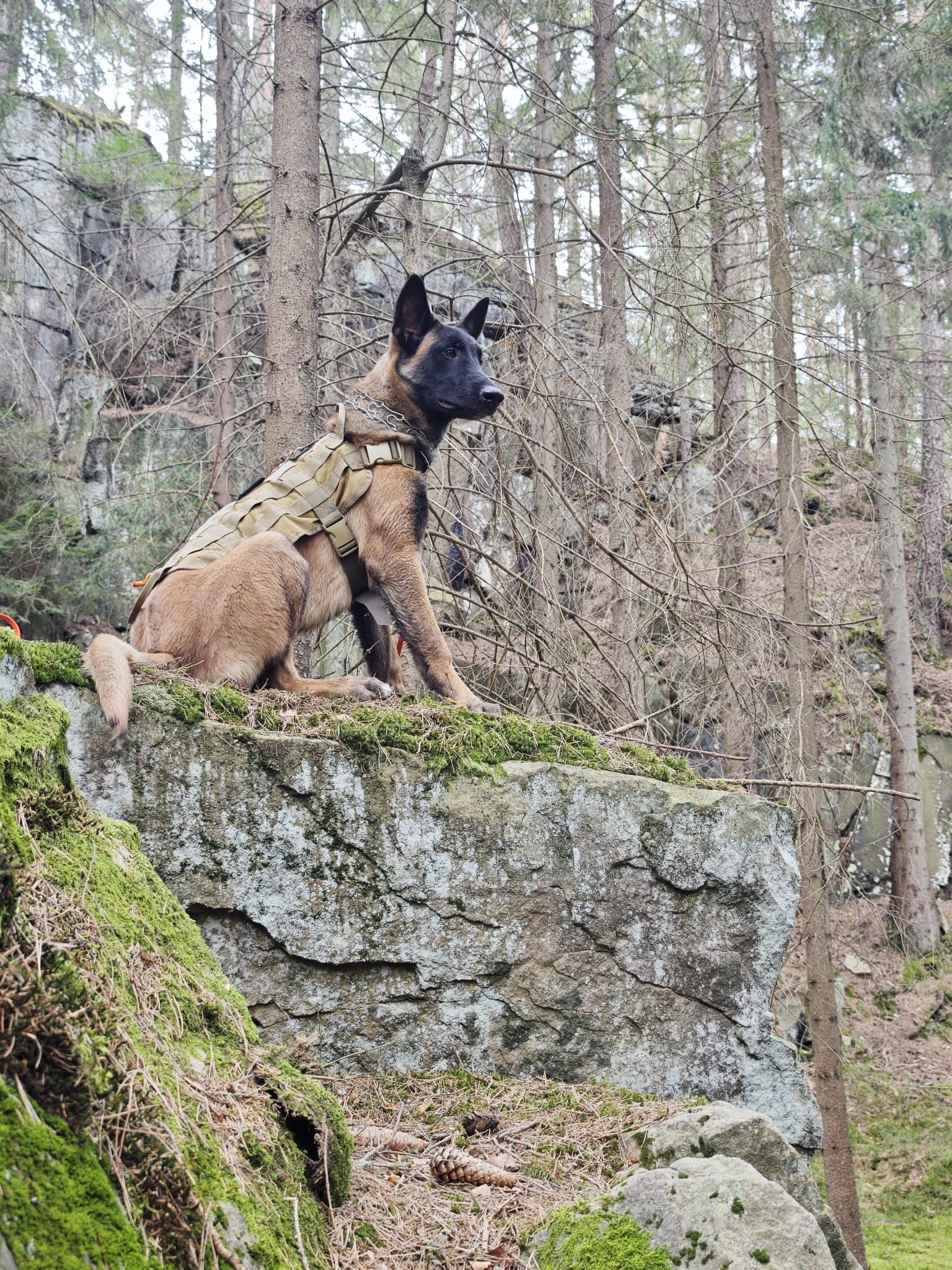 pies profil na skale