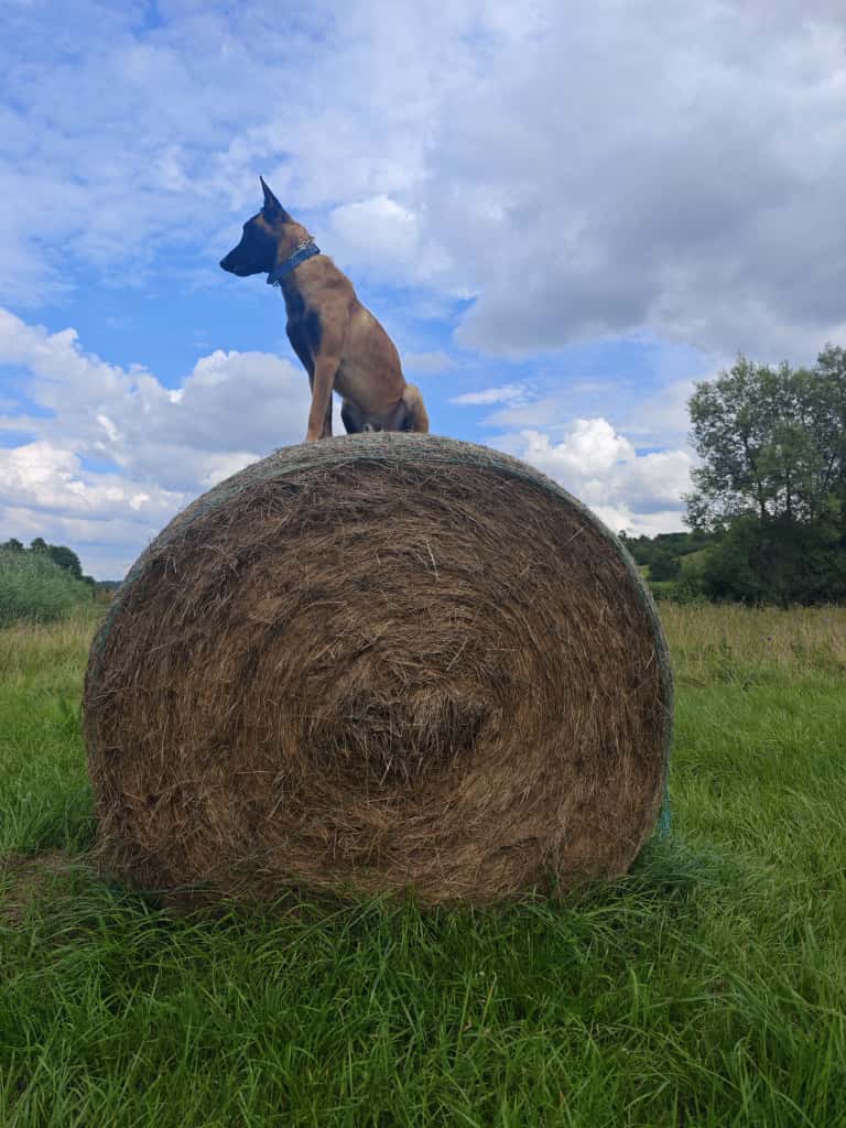 pies portret na belach