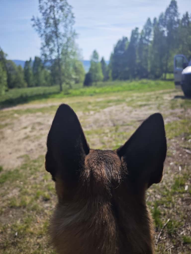 pies perspektywa tylu