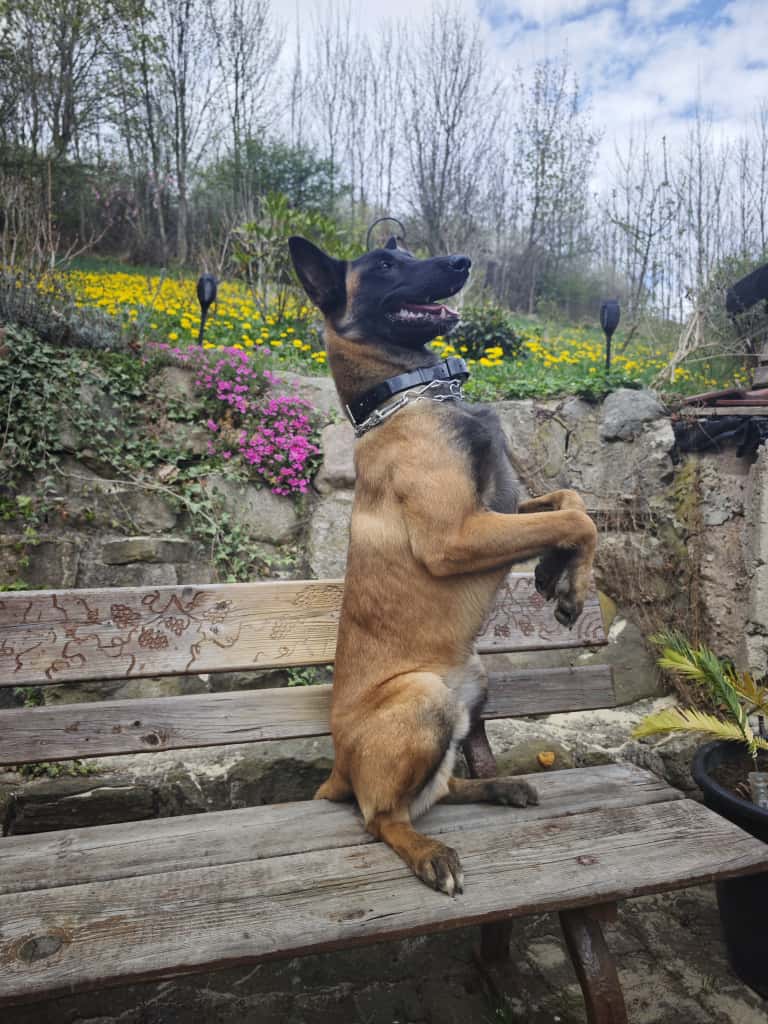 pies na lawce w ogrodzie