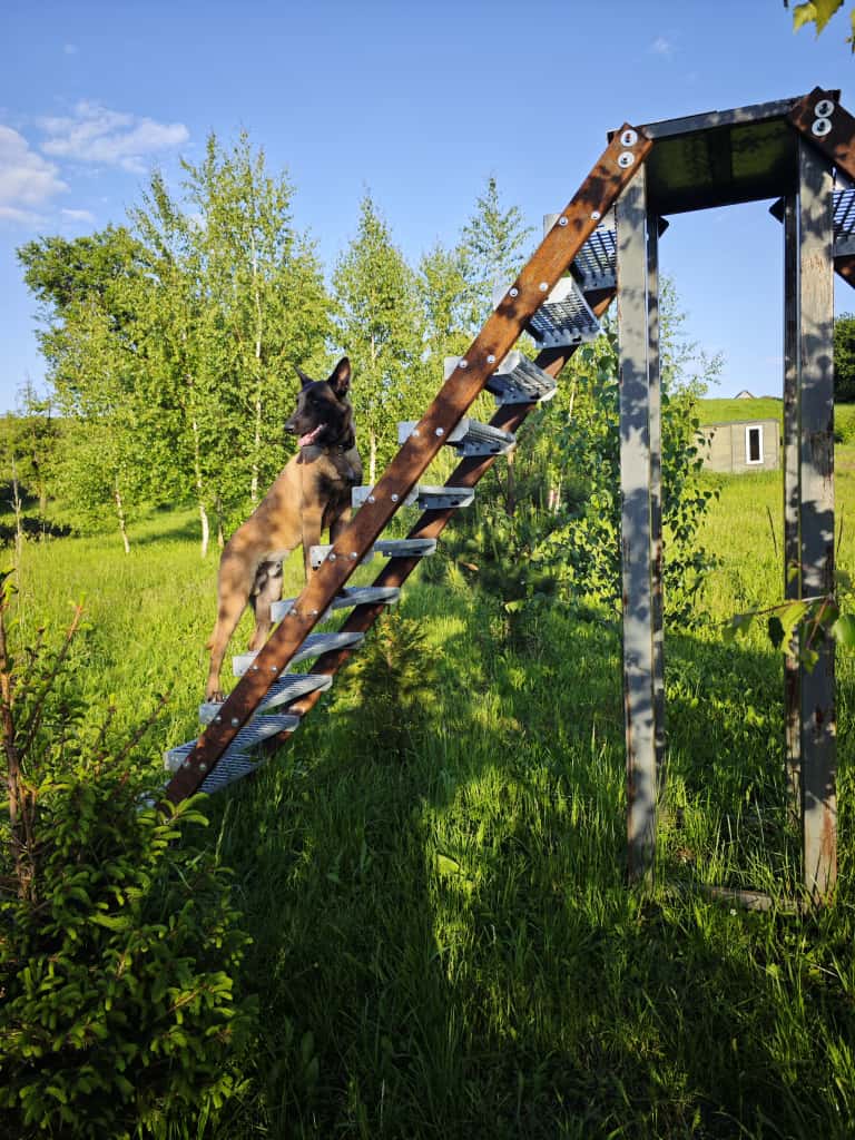 szkolenie agility drabina