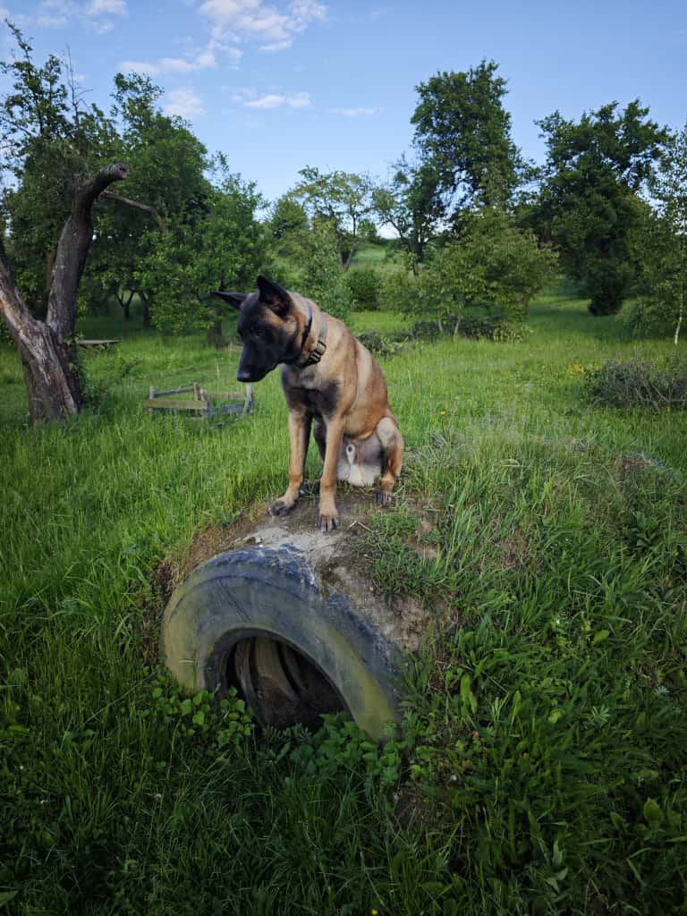 szkolenie agility opona