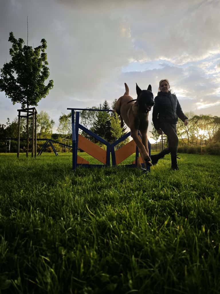 szkolenie agility handler