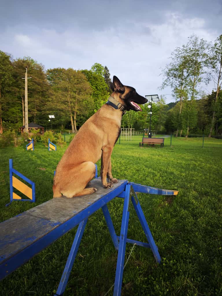 szkolenie agility siedzenie