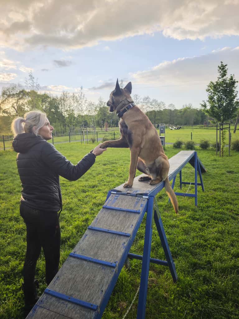 szkolenie agility sunset