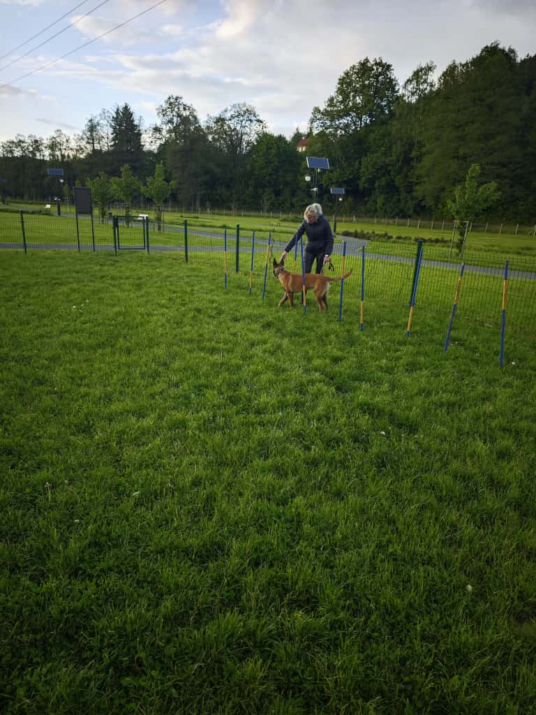 szkolenie agility z trenerem