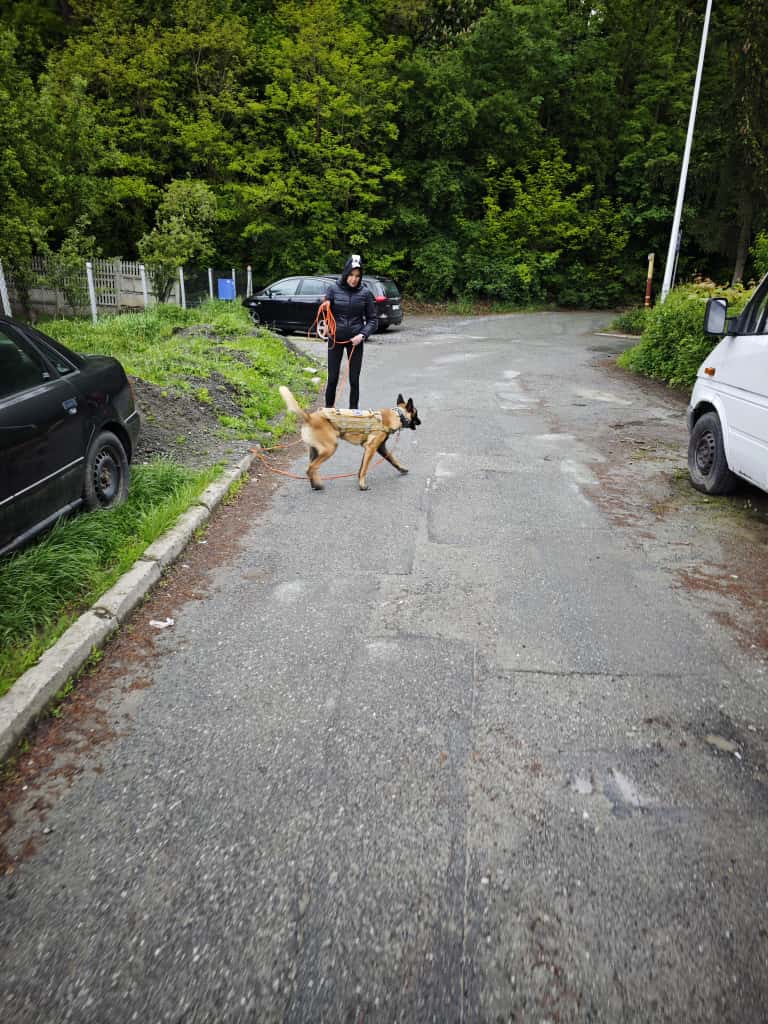 szkolenie agility slalom