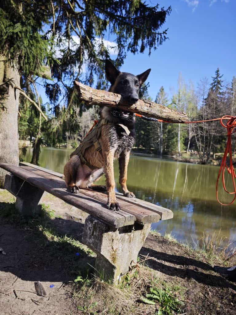 szkolenie aport palka