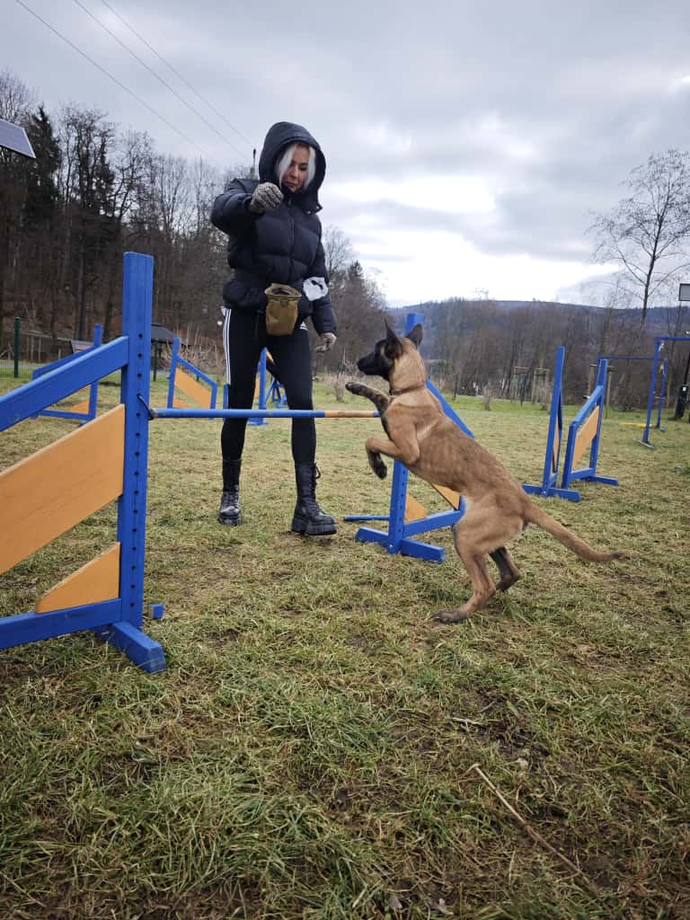 szkolenie agility slalom 2