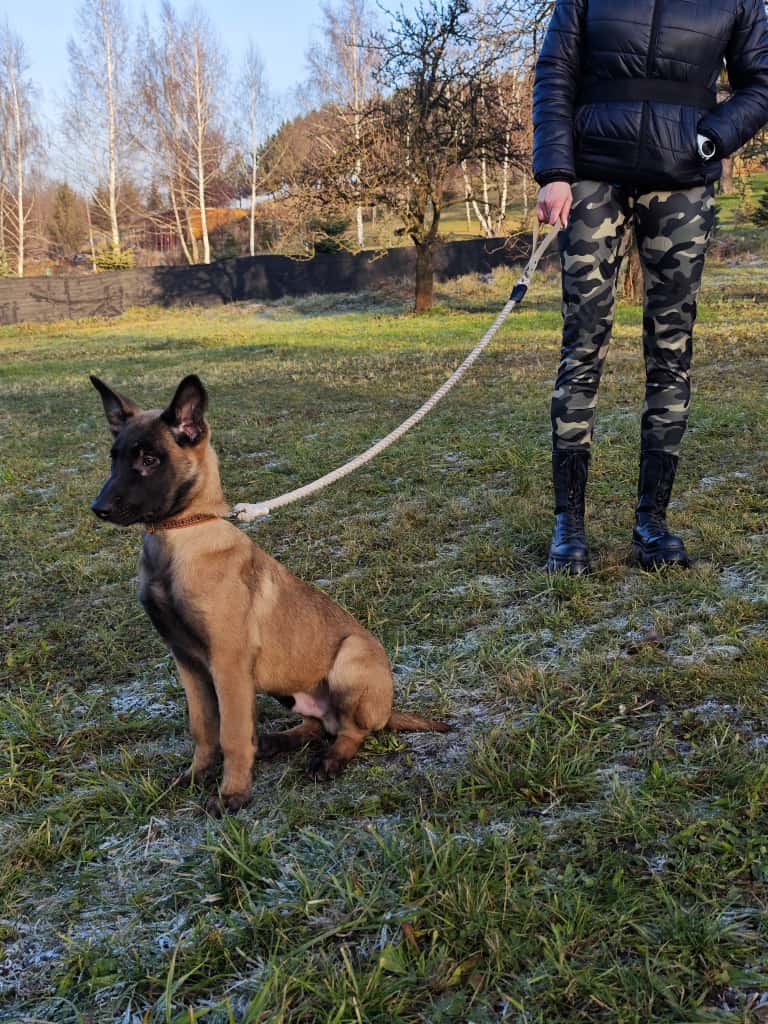 szkolenie mlody pies