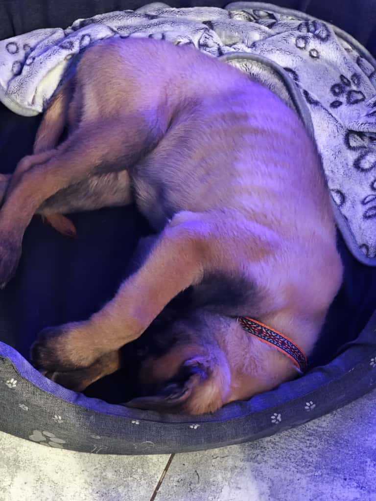 szczeniak w legowisku