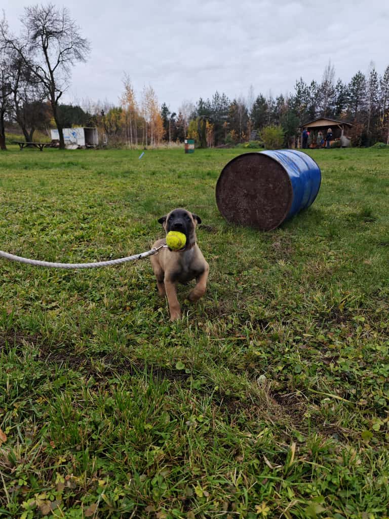 szczeniak na treningu