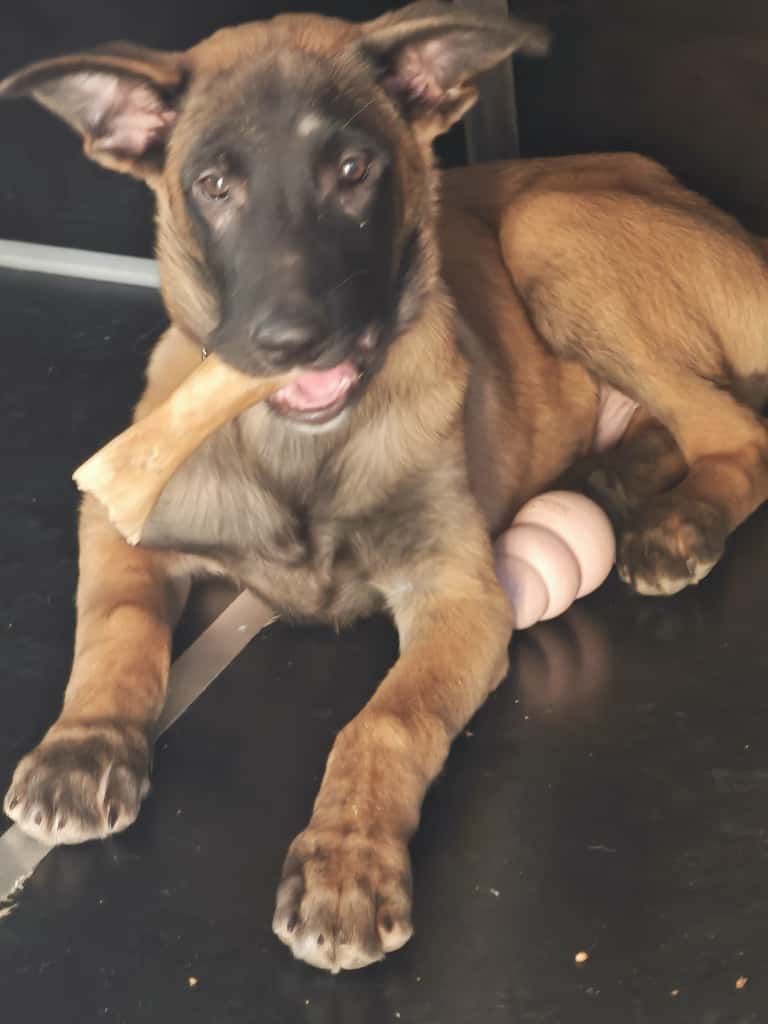 szczeniak z gryzakiem