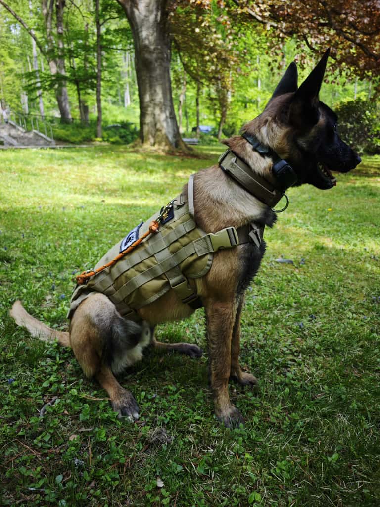 pies w uprzazy taktycznej