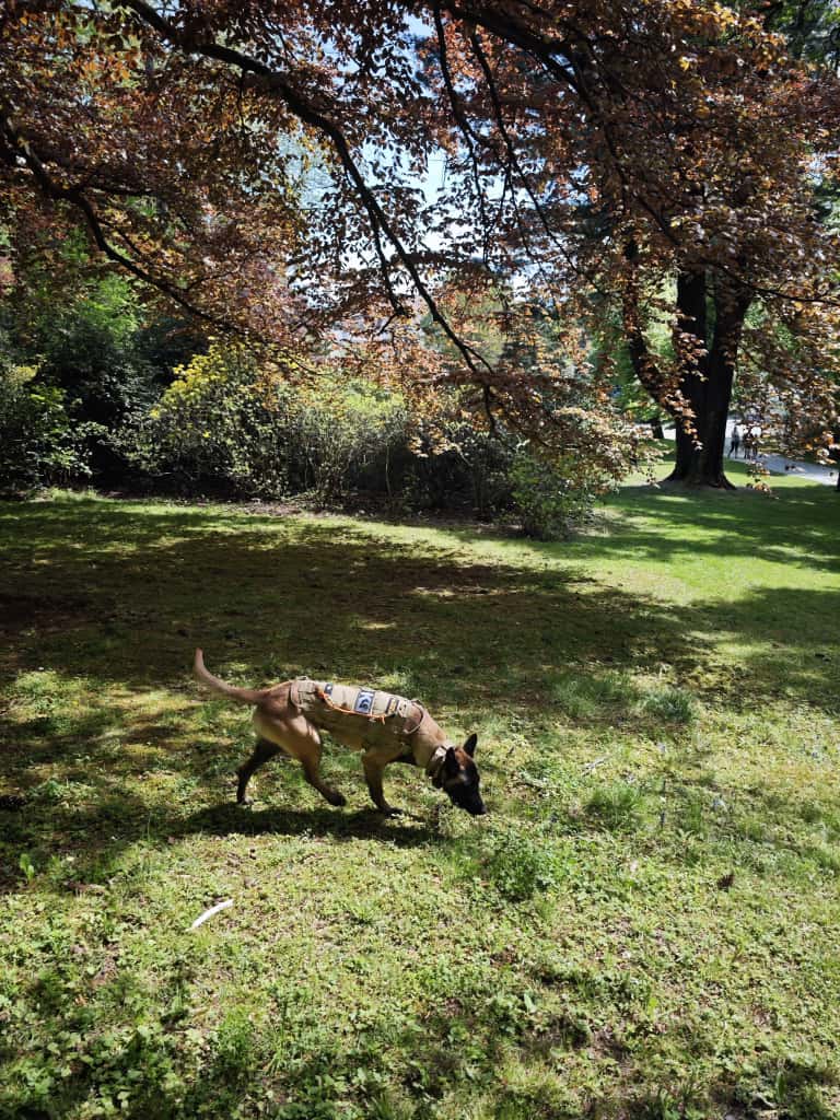 pies szkolenie w parku