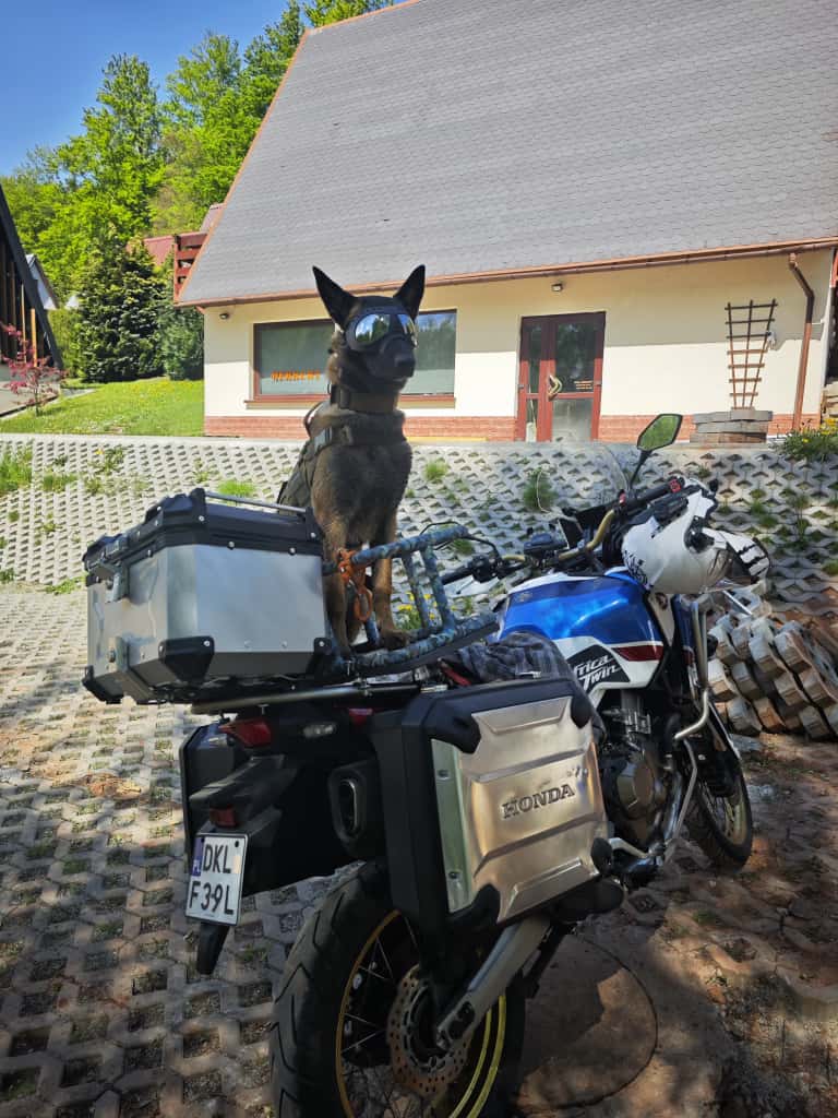 pies na motocyklu front