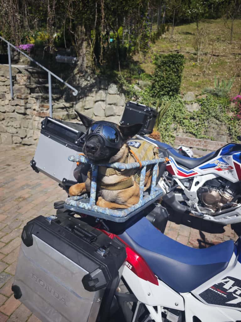 pies na motocyklu spiacy