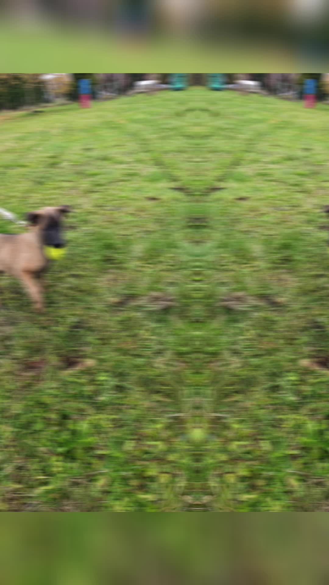 Malinois pies do zadań specjalnych