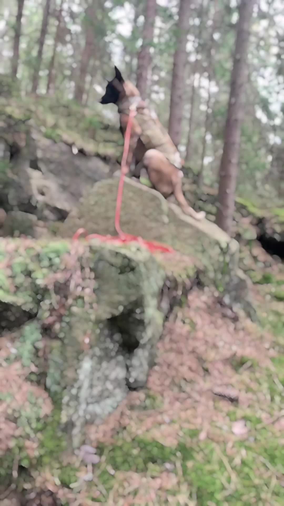 TikTok video