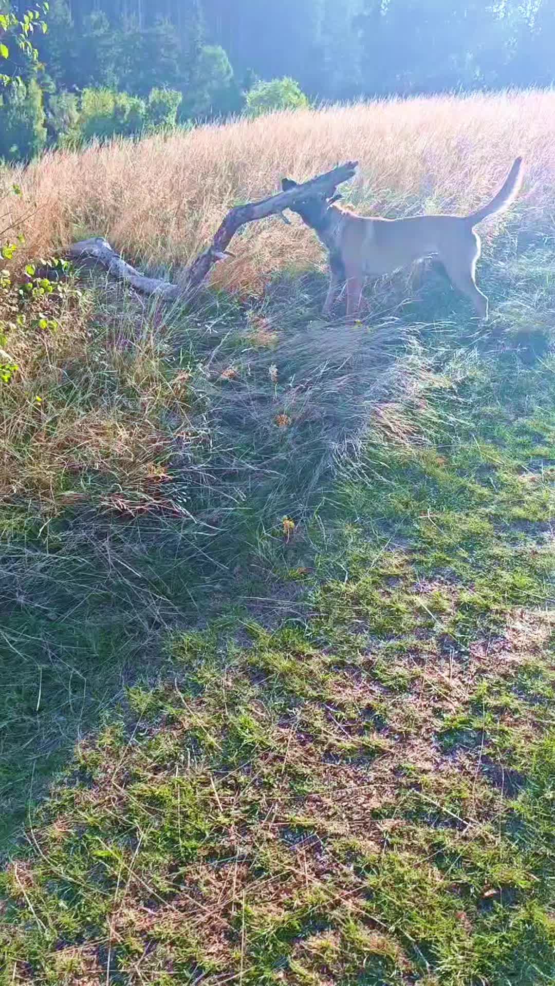 TikTok video